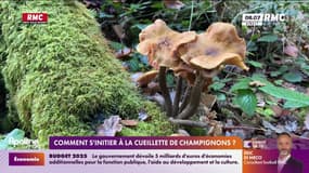 Comment s'initier à la cueillette de champignons? 