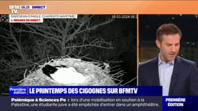 Le printemps des cigognes: 6.000 couples recensés en France en 2022