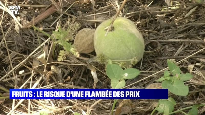 Fruits : le risque d'une flambée des prix - 06/07