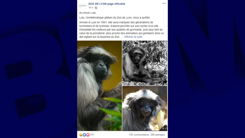 La femelle gibbon avait 64 ans.