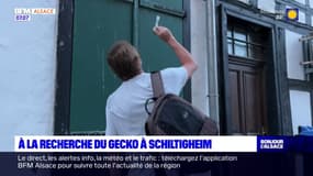 Bas-Rhin: à la recherche du Gecko à Schiltigheim