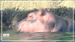 Prématuré, ce bébé hippopotame a fait ses premiers pas au zoo de Cincinnati 