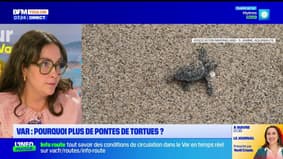 BFM et vous: des pontes de tortues de plus en plus importantes sur les plages varoises