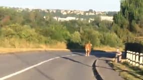 Un taureau s'est échappé d'un abattoir à Meaux.