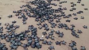 Des milliers de bébés tortues naissent sur des plages désertées en Inde