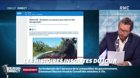 INSOLITE: il promène son taureau dans une 206 décapotable