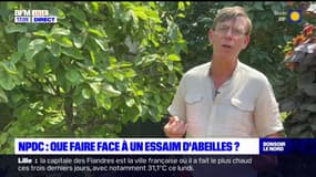 Nord-Pas-de-Calais: comment réagir face à un essaim d'abeilles?