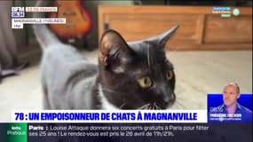 Yvelines: une dizaine de chats empoisonnés à Magnanville