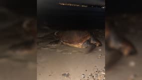 Une tortue Caouanne observée à Saint-Cyr-sur-Mer, dimanche 16 juillet, a pondu sur la plage.