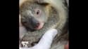 Un koala naît dans un parc en Australie pour la première fois depuis les feux qui ont ravagé le pays