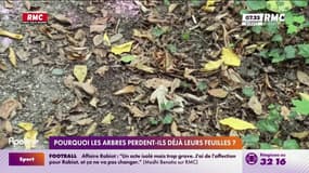 Pourquoi les arbres perdent-ils déjà leurs feuilles ?