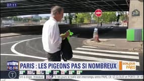Les pigeons sont-ils aussi nombreux qu'on ne le pense à Paris?