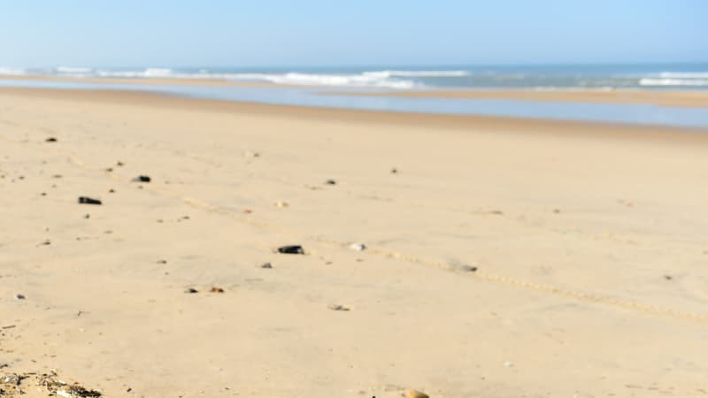 Un dauphin mort sur une plage. (illustration)