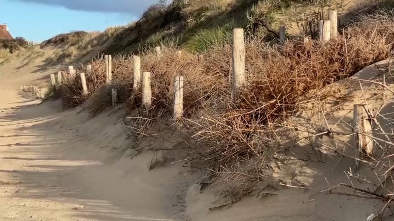 Pour lutter contre l'érosion de son littoral, Wissant réutilise les sapins de Noël