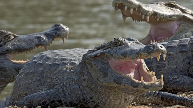 Des restes humains ont été retrouvés dans le ventre d'un crocodile à Bornéo