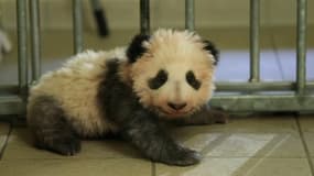 Yuan Meng, le bébé panda du zoo de Beauval sera présenté au public samedi 