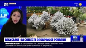 Planète locale du lundi 22 janvier - Recyclage : la collecte de sapins se poursuit