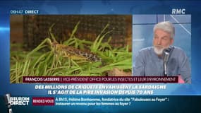 Invasion de criquets en Sardaigne: "Au lieu d’être pulvérisés, ils pourraient être capturés et mangés"