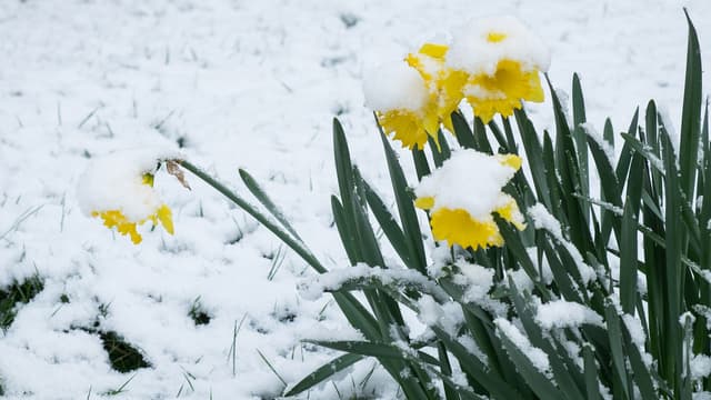 Une jonquille enneigée ce 18 mars 2018.