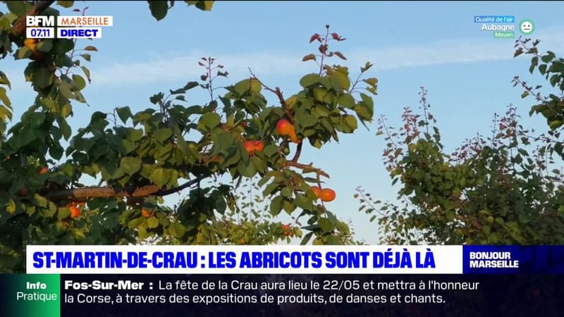 Saint-Martin-de-Crau: les abricots sont déjà là