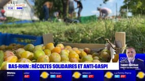 Bas-Rhin: des récoltes de fruits solidaires pour éviter le gaspillage