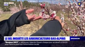 Les arboriculteurs bas-alpins luttent contre le gel 