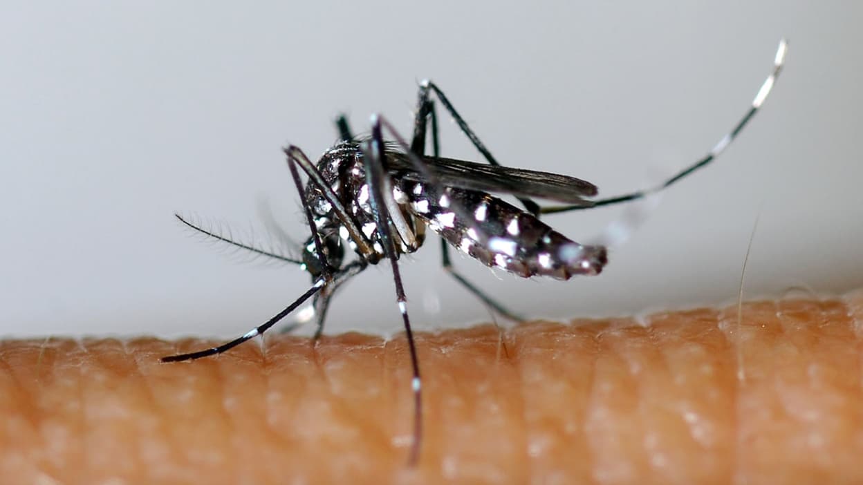 All you need to know about dengue fever, a tropical disease discovered in Viennese