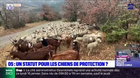 Hautes-Alpes: éleveurs et bergers demandent un statut juridique pour leurs chiens de protection