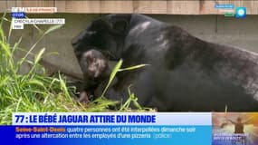 Seine-et-Marne: un bébé jaguar de deux mois, nouvelle coqueluche du parc animalier