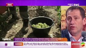 Volle : "Les vendanges sont de plus en plus précoces"