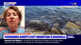 Marseille: pourquoi les scientifiques s'inquiètent de la fin de l'arrêté sur les posidonies?