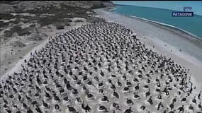 Des milliers de cormorans en train de couver en Patagonie