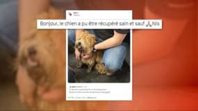 Un chien a perturbé le trafic du RER A