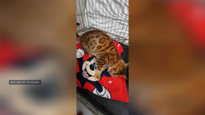Calvados: un chat retrouve sa famille le jour de Noël, deux ans après avoir disparu