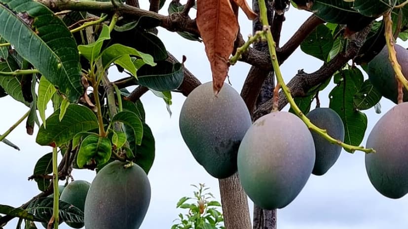 Des avocatiers en Sicile, en Italie Des avocatiers en Sicile, en Italie
