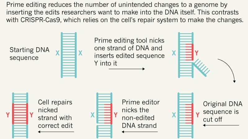 Modification d'une section d'ADN par la technique Prime Editing