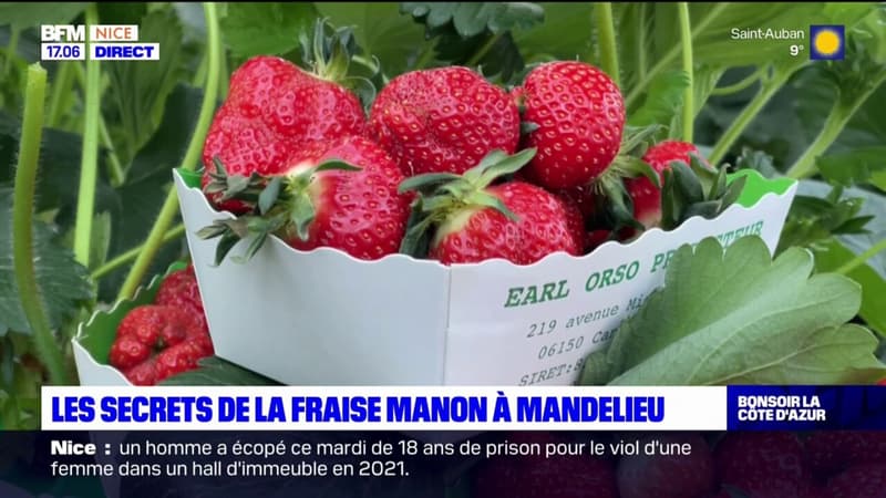 Mandelieu-la-Napoule: les secrts de la fraise Manon