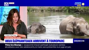 Deux éléphanteaux arrivent ce jeudi soir à Touroparc 