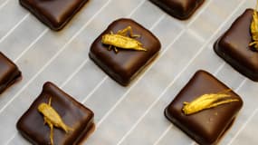 Des pralinés au grillon élaborés par un chocolatier de Nancy.