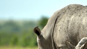 Rhinocéros au Kenya. (Illustration) 