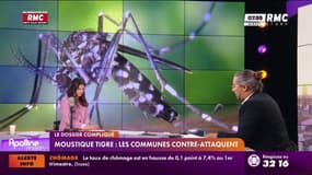 Moustique tigre : les communes contre-attaquent