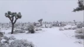 Le désert californien de Joshua Tree recouvert d'un manteau de neige après une tempête