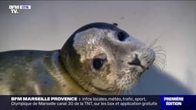 C'est vos vacances: à la rencontre des phoques sauvages de Berck-sur-Mer