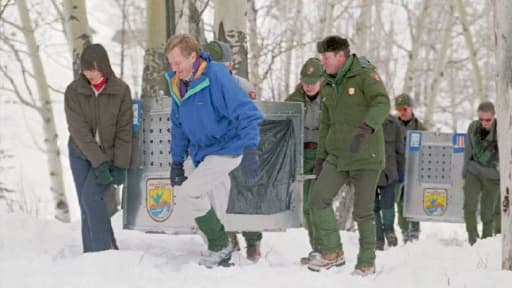 Deux loups vont être réintroduits dans le parc de Yellowstone, le 12 janiver 1995 Deux loups vont être réintroduits dans le parc de Yellowstone, le 12 janiver 1995