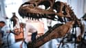 Pacifique et communicatif: découvrez le "Tlatolophus galorum", une nouvelle espèce de dinosaure