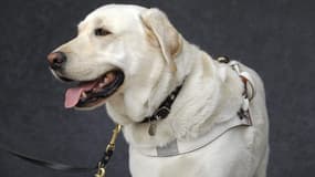 Un chien-guide d'aveugle.