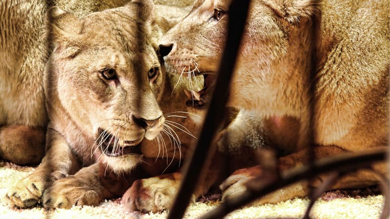 Deux lionnes se sont échappées de leur cage jeudi à Massy.
