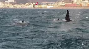 Images rares en Italie: trois orques ont été aperçues près des côtes de la ville de Gênes