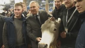 Jean-Marc Ayrault prend la pause aux côtés d'une vache qui "bave".