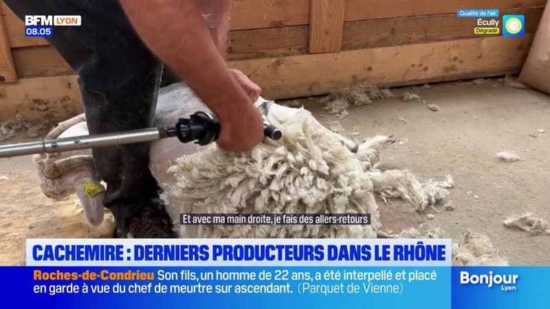 Rhône: à Vernay, une ferme fait partie des dernières en France à produire du cachemire